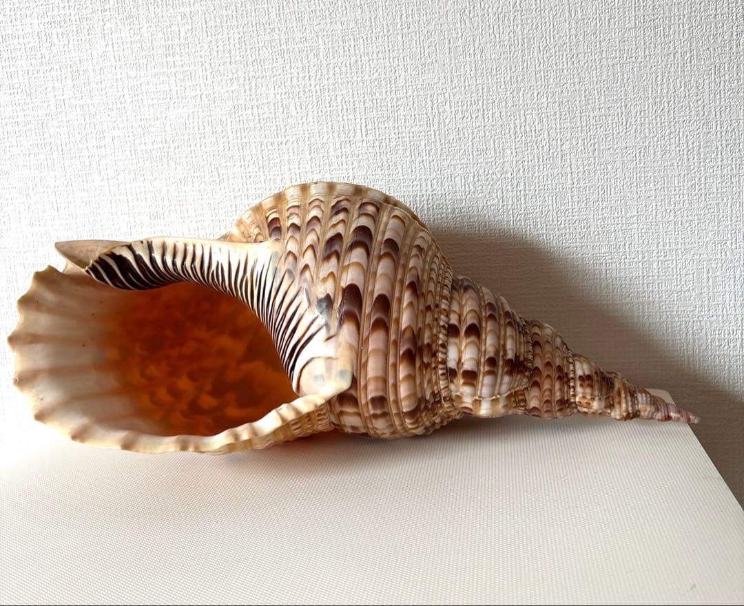 法螺貝　ほら貝　貝殻　インテリア　置物　美品　綺麗