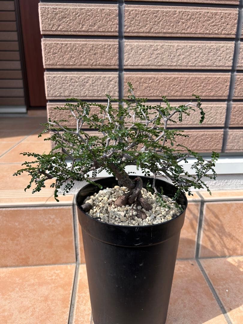 オペルクリカリア　パキプス　実生