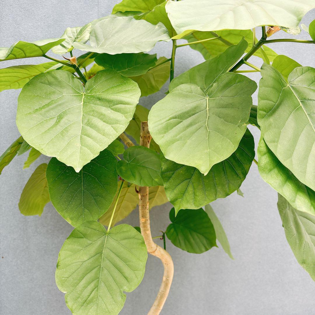 ［現品］法人価格　7番　フィカス　ウンベラータ　曲がり　8号　室内　大型