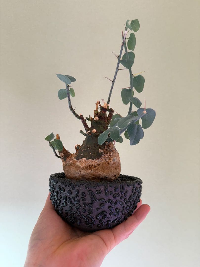 アデニア　スピノーサ　現地球　鉢付き