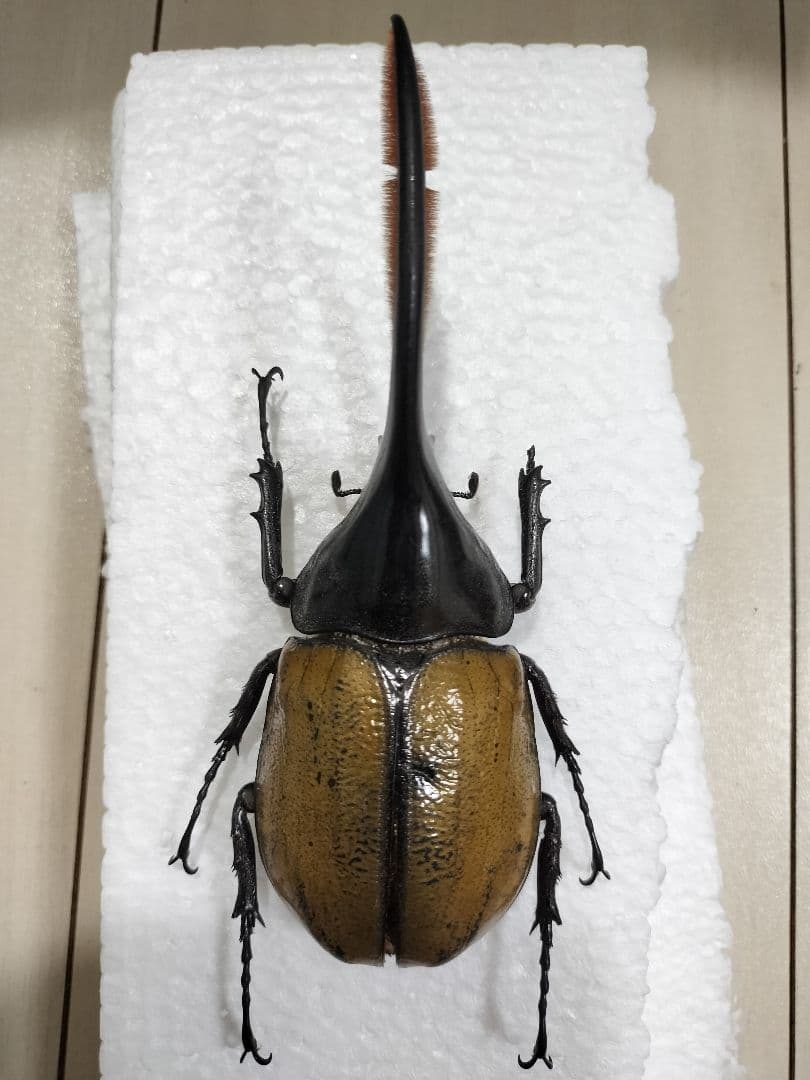 大型ヘラクレスオキシデンタリス標本