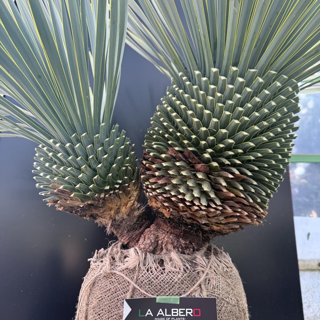 ハ*ー様 【AL1086】ユッカ　ロストラータ