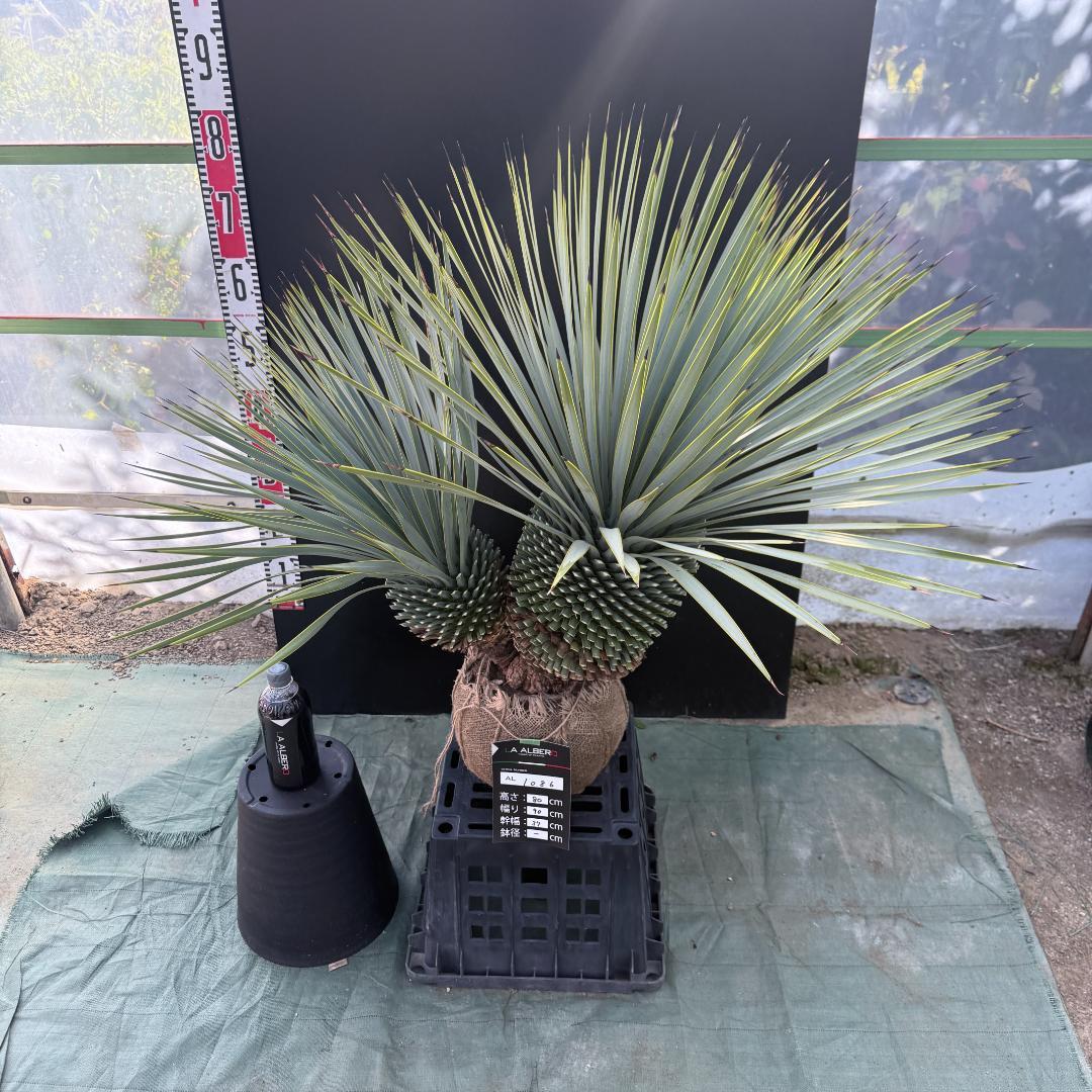 ハ*ー様 【AL1086】ユッカ　ロストラータ