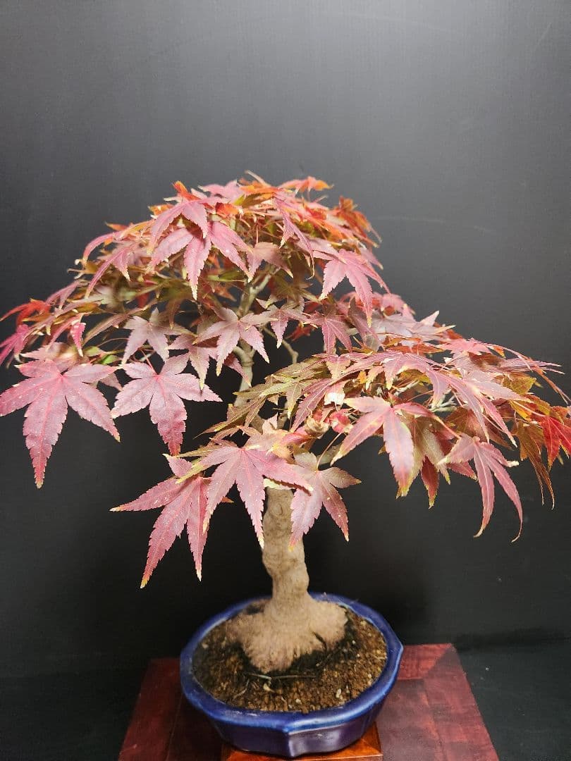 紅葉 もみじ 紅葉盆栽 もみじ盆栽 楓 カエデ　盤根