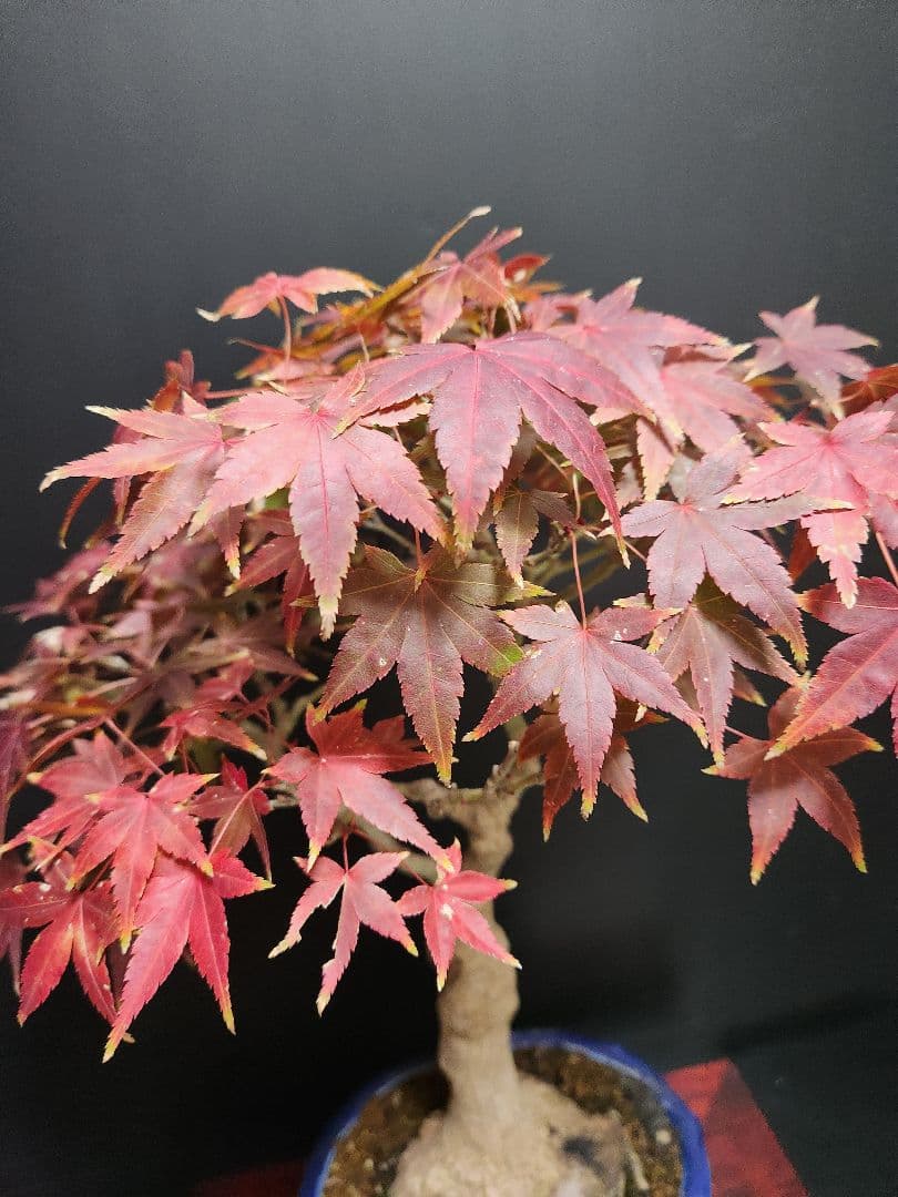 紅葉 もみじ 紅葉盆栽 もみじ盆栽 楓 カエデ　盤根