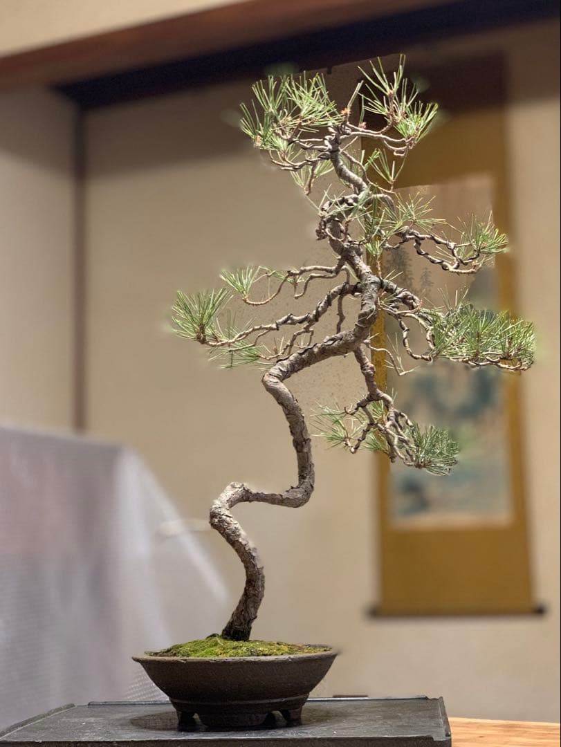 細幹ならではの曲芸　文人赤松　落款（検索/真柏　黒松　捻転　シャリ　盆栽）