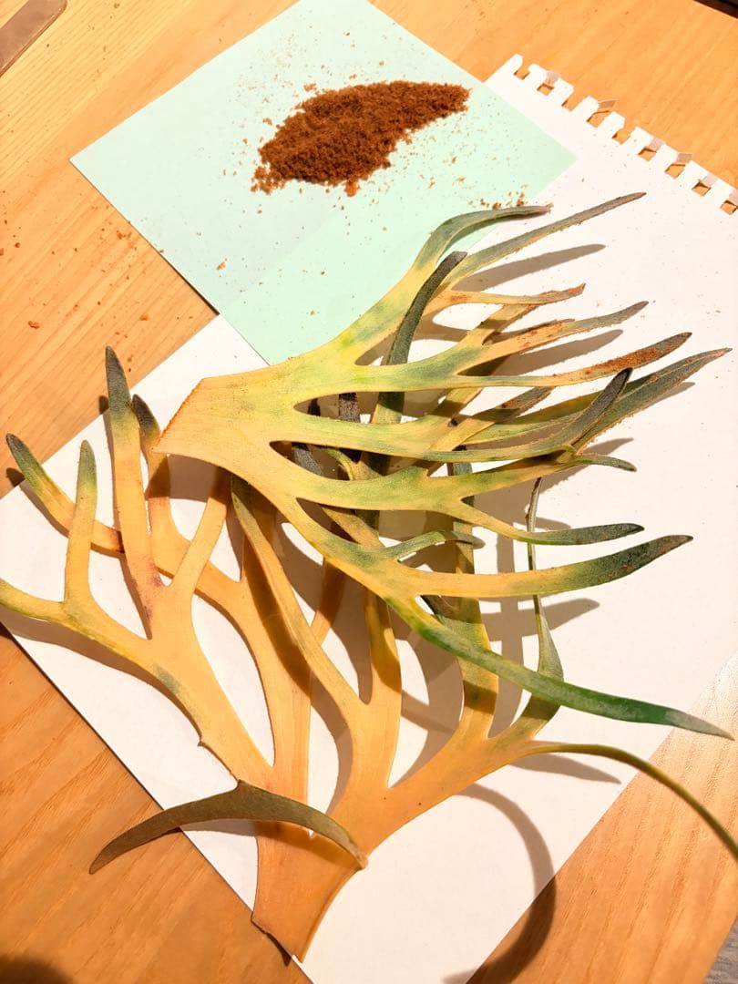 ビカクシダ 金童胞子