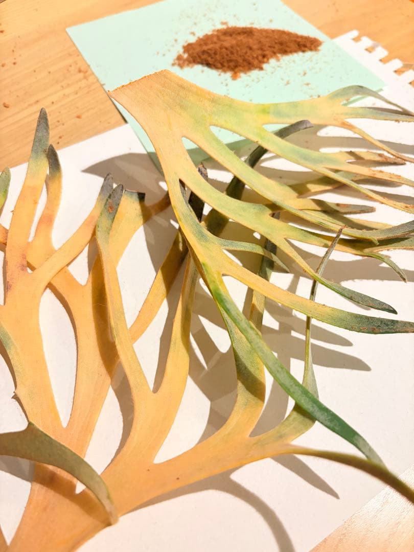 ビカクシダ 金童胞子