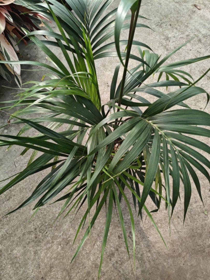 観葉植物 約80cm 高さ