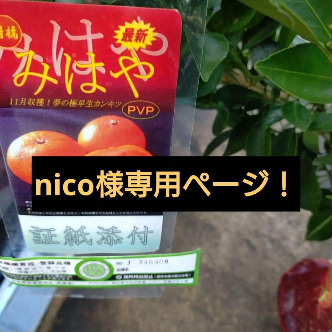 nicoページ！「みはや３年生」と「せとか３年生」苗木２本セット販売品！