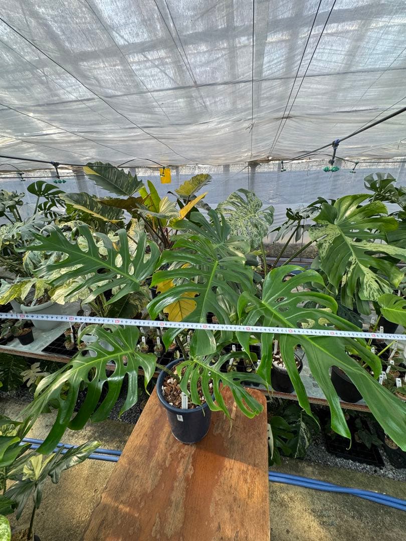 アラブフォーム \"エロンガータエ\" イーロンガーター　コンパクト　激レア