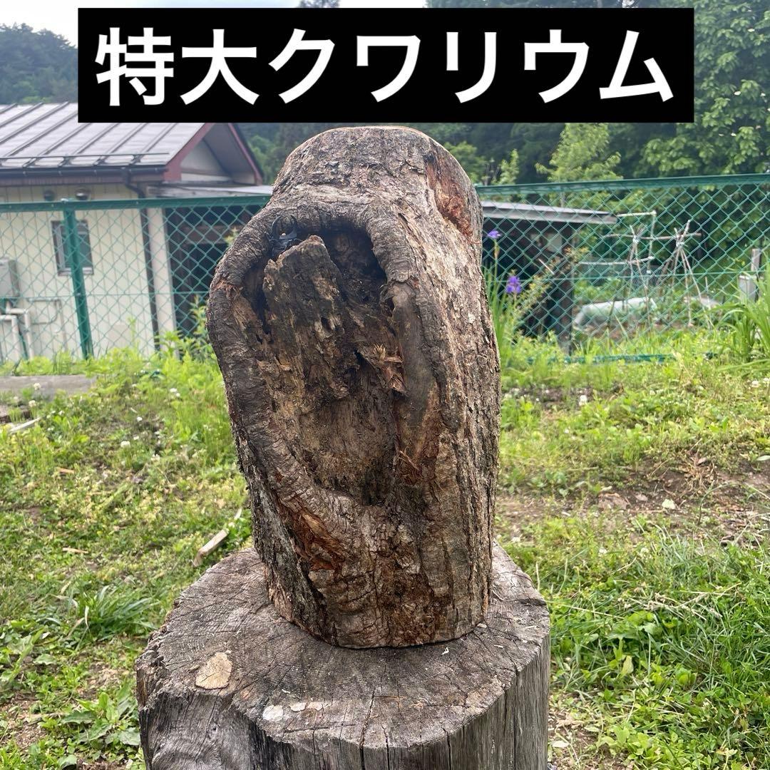 特大クワリウム　樹洞　登り木　エサ台　シェルター