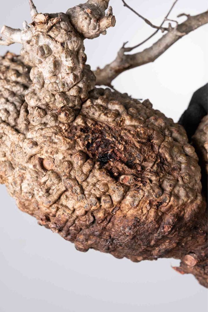 KP125 オペルクリカリア パキプス コーデックス ベアルート株　ダブル