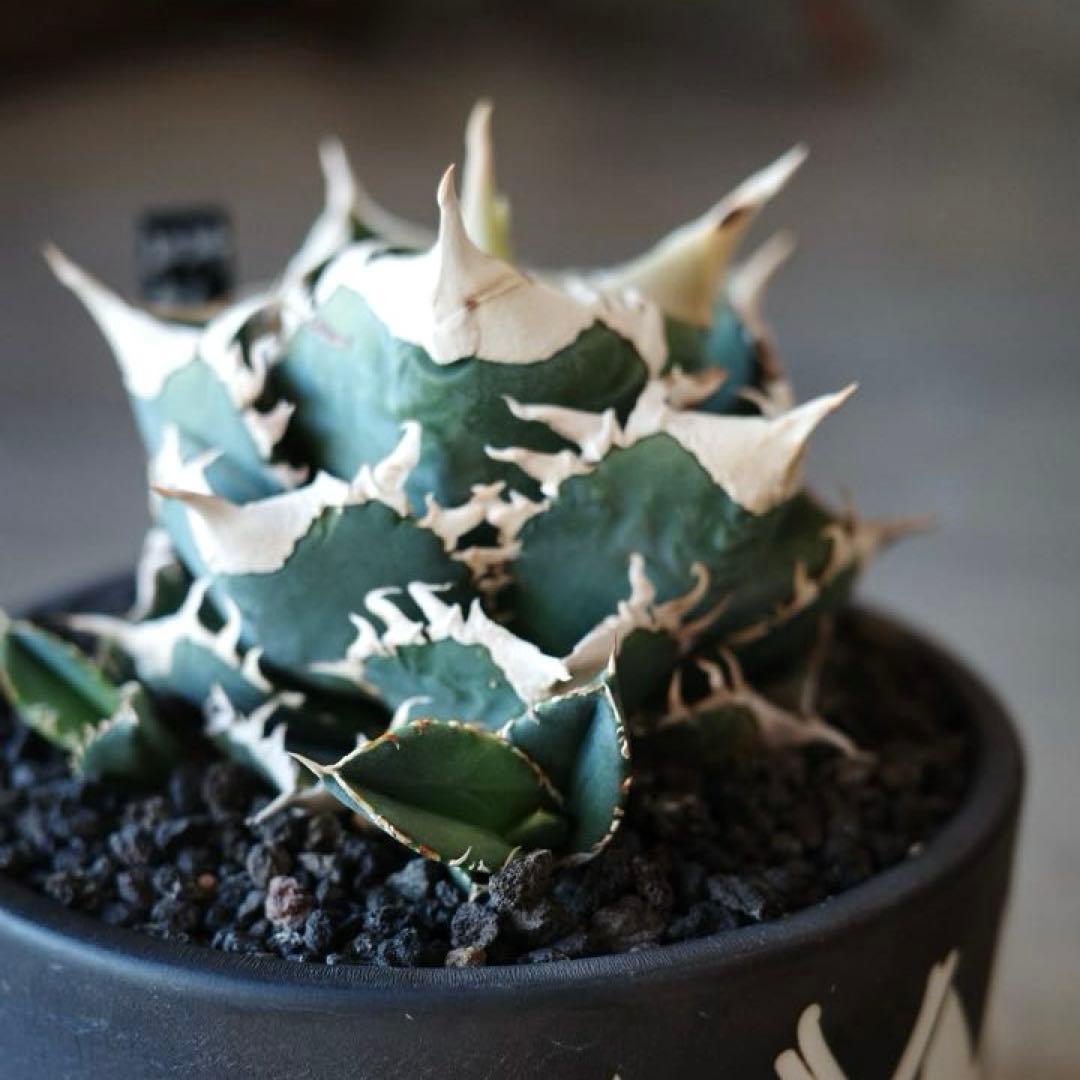 大白鯊 lize血統 子株 ② アガベ ホホジロザメ 検）cj special