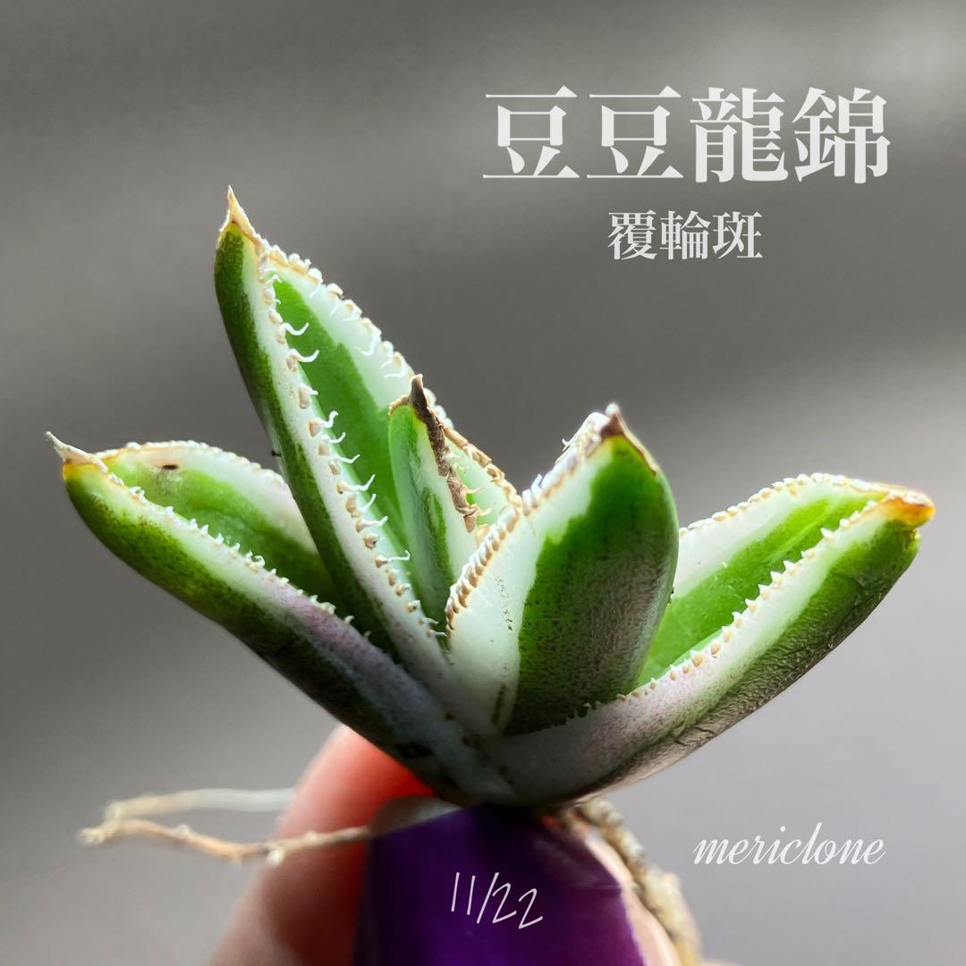 G*n様 希少【週末オークション】②匿名配送　アガべ　豆豆龍錦　覆輪斑　TC