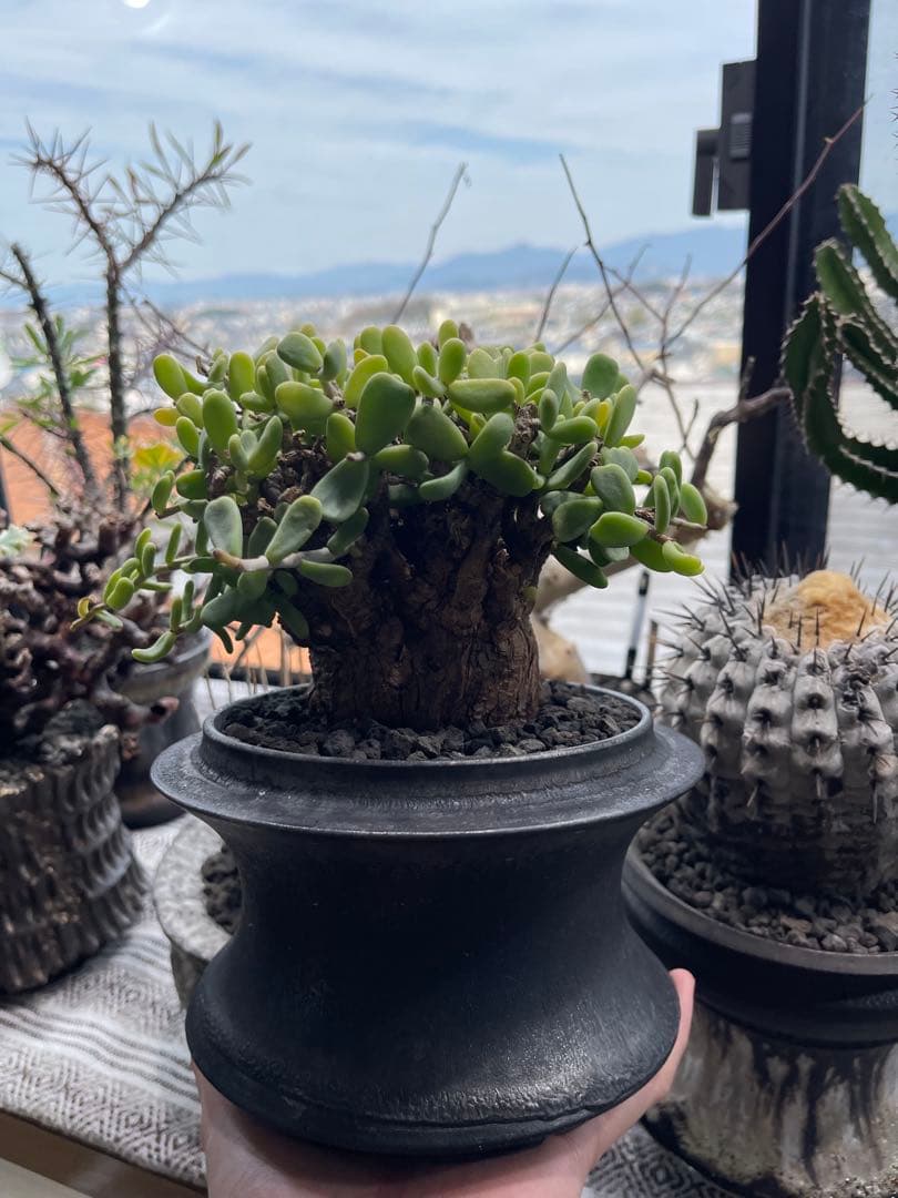 ケラリアピグマエア・ペラルゴニウムミラビレ 冬型塊根