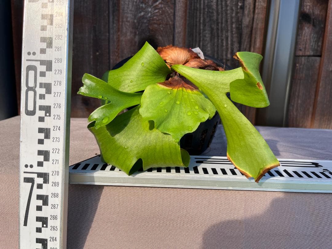 P. coronarium 'Lesasha' コロナリウム　レサシャ　6