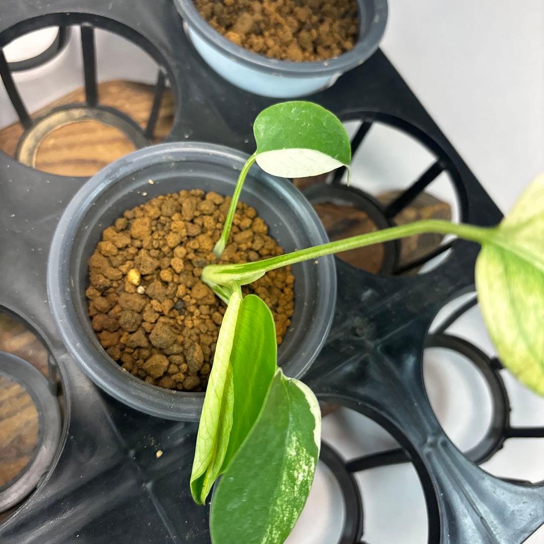 ぴ*く様 5株セットms40【特別選抜】ホワイトモンスター／天津蘭 モンステラ斑