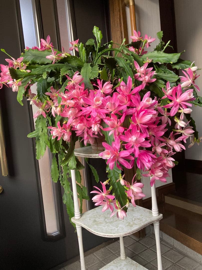 孔雀サボテン港まつり