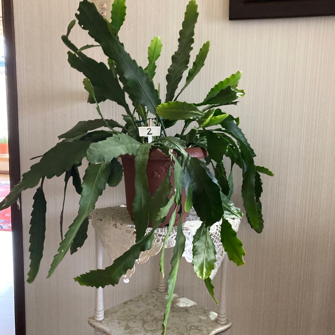 孔雀サボテン港まつり