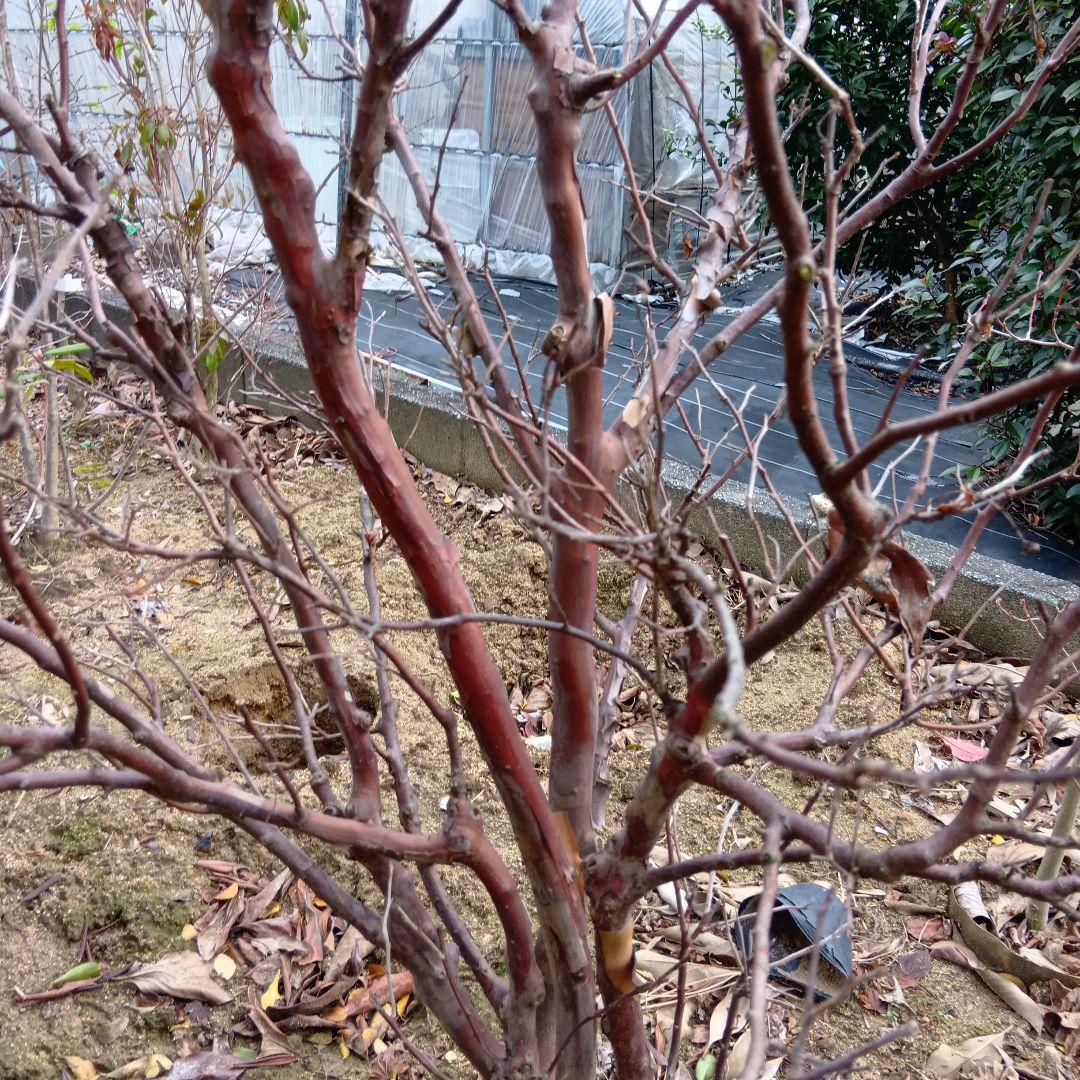 xcionhiryuさん専用　アラゲナツハゼ　希少品種　/236