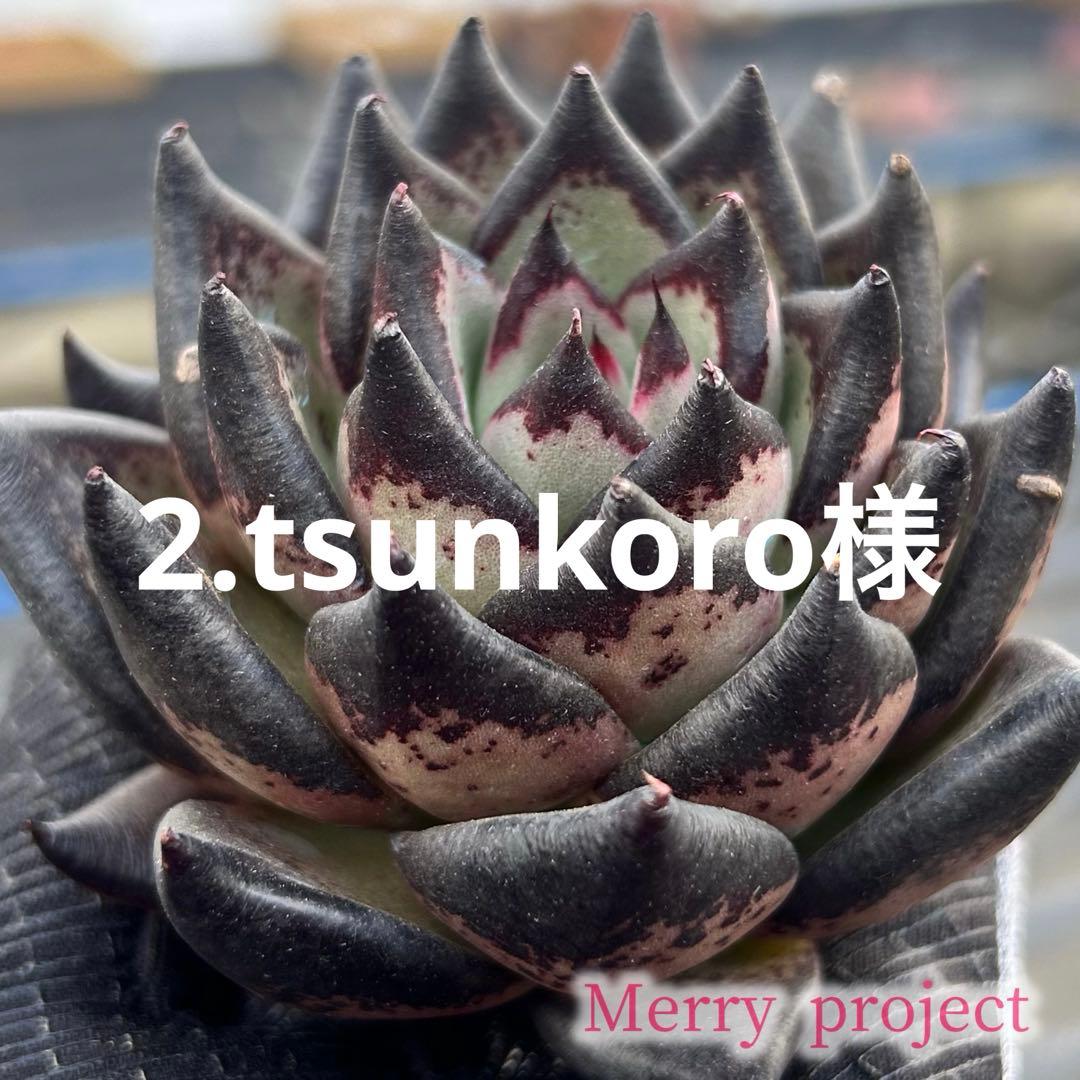 2.tsunkoro様