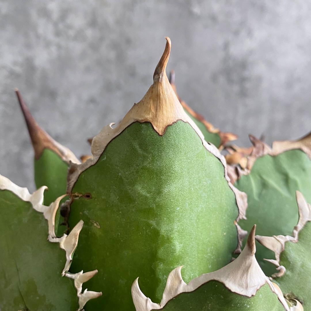 y*p様 F11214★オークション販売★イラン産 アガベ チタノタ レッドヴェ