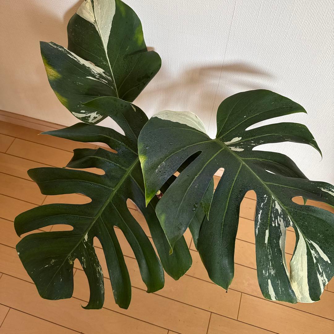 ＊モンステラ＊ミント＊Monstera＊Mint＊