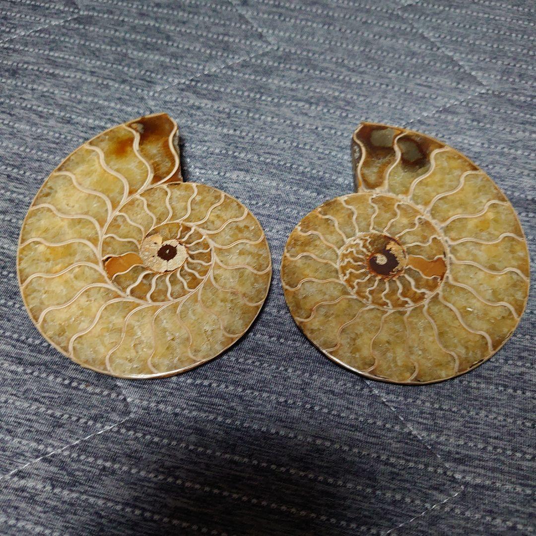 アンモナイト化石　ハーフカット　ペア　マダガスカル