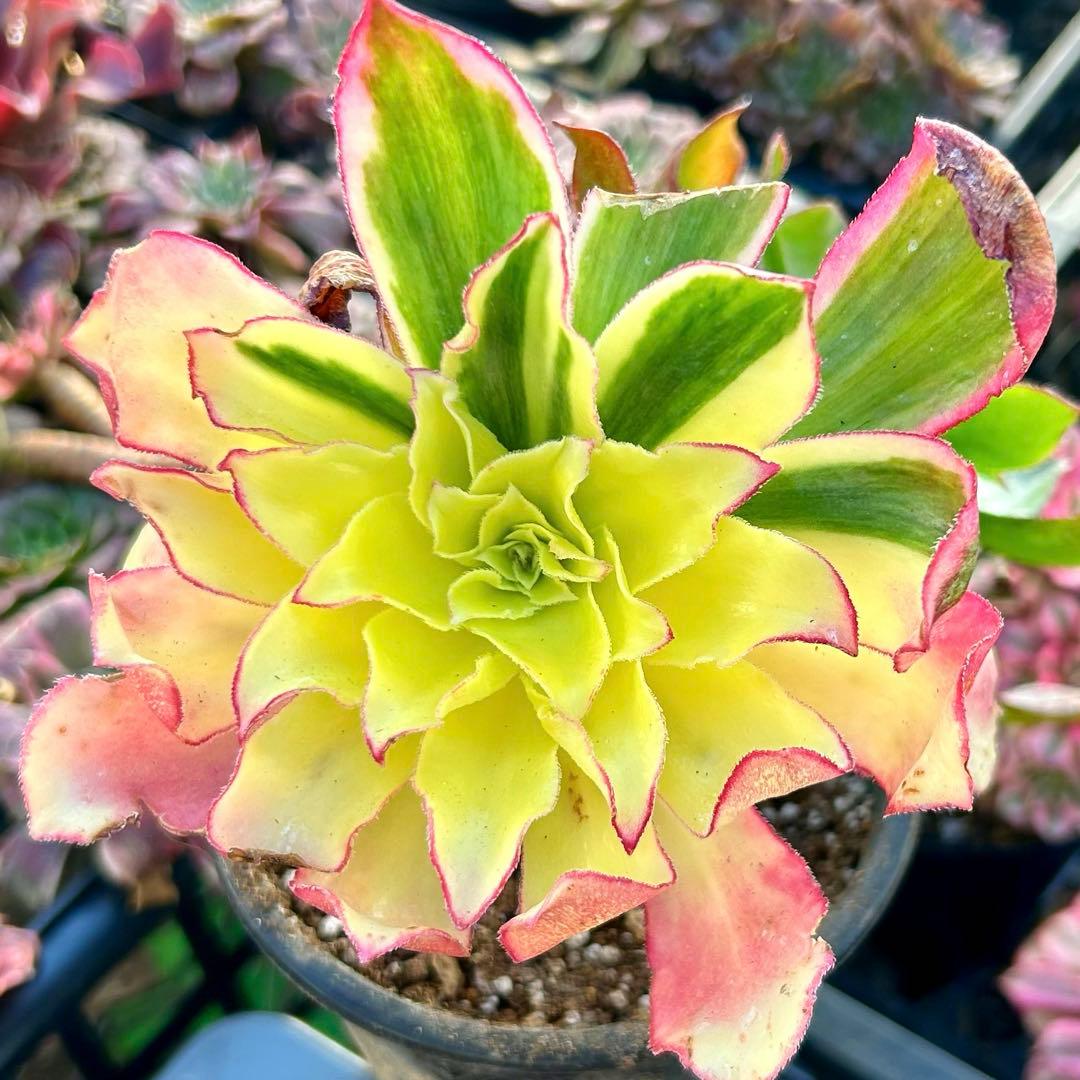 多肉植物アエオニウム錦　人気　ゴースト　魅影七彩‼️ 希少錦‼️抜き苗　皺葉