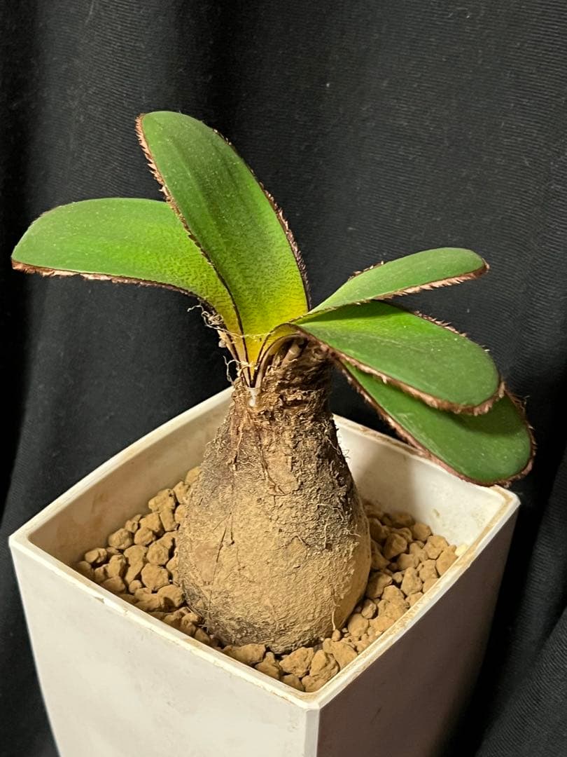 クロッシネ フラバ　 (検:ブーファン