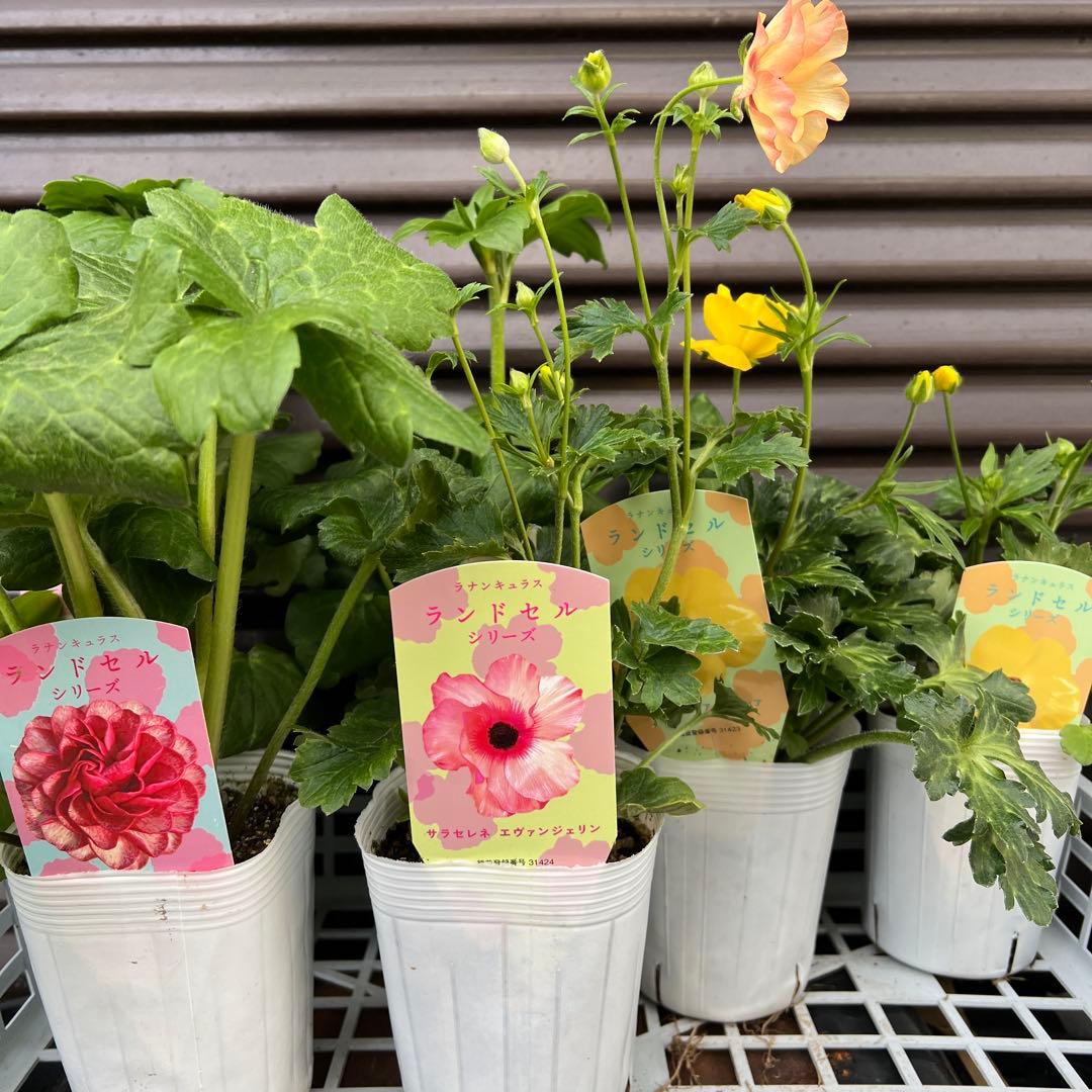 ラナンキュラスラックス❁⃘*.゜エヴァンジェリン