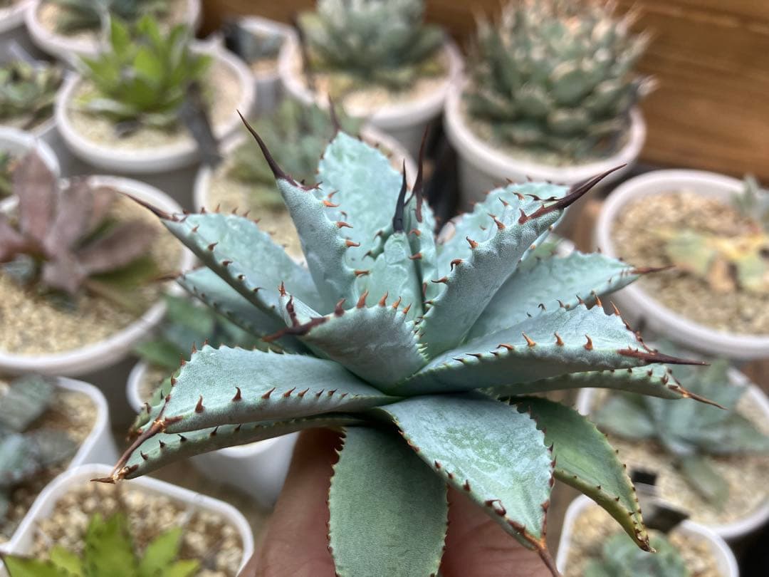 専用　hybridアガベセット