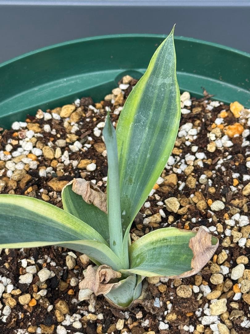 斑入　アガベ　ハンチントンブルー