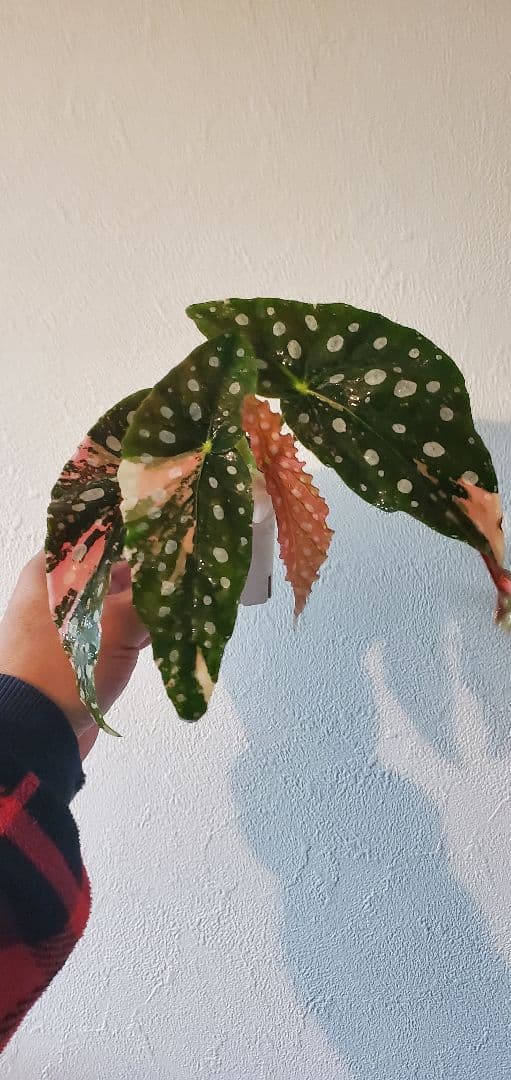 ベゴニア・マクラータ斑入り株の出品です。