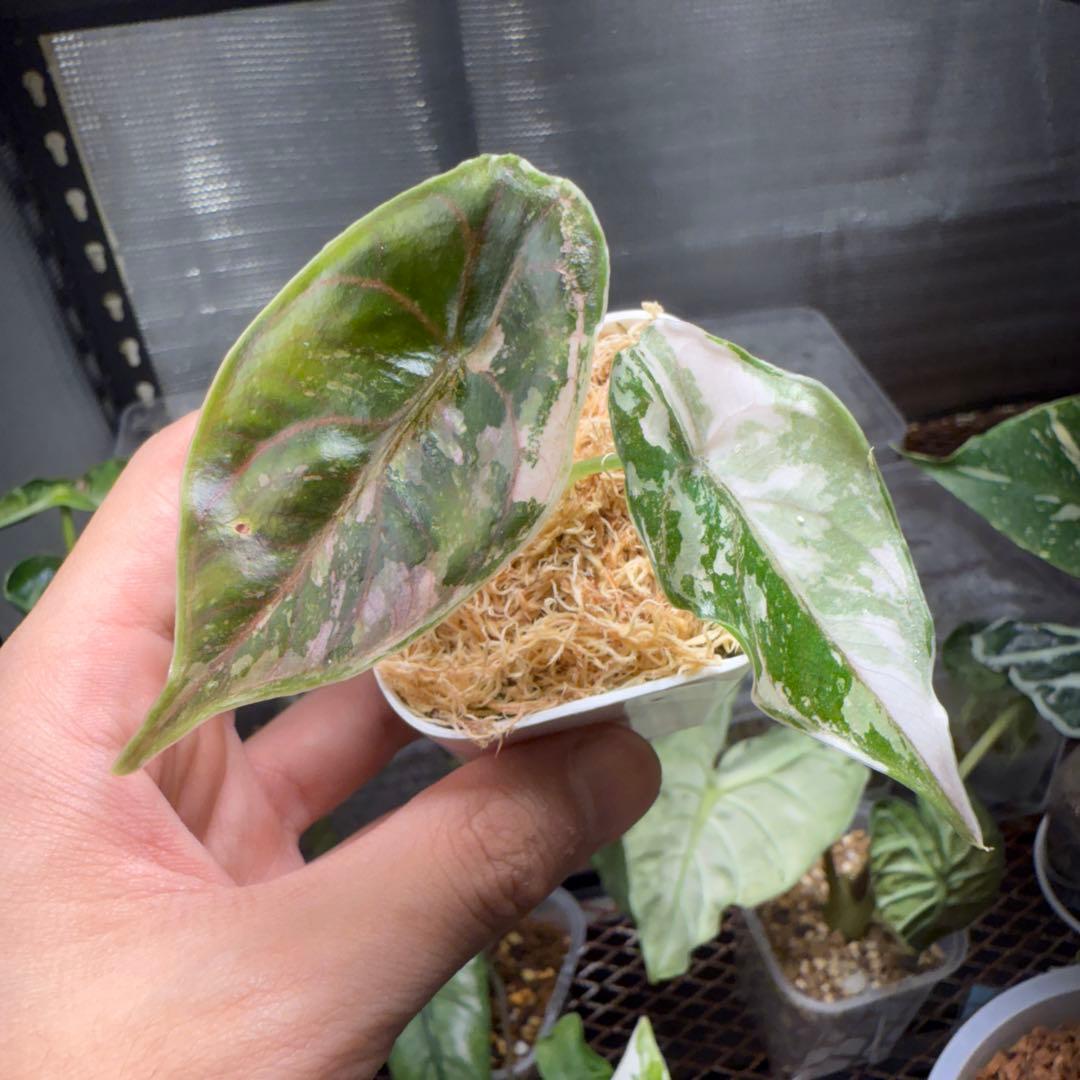 希少 アロカシア アズラニー ピンク アルボ