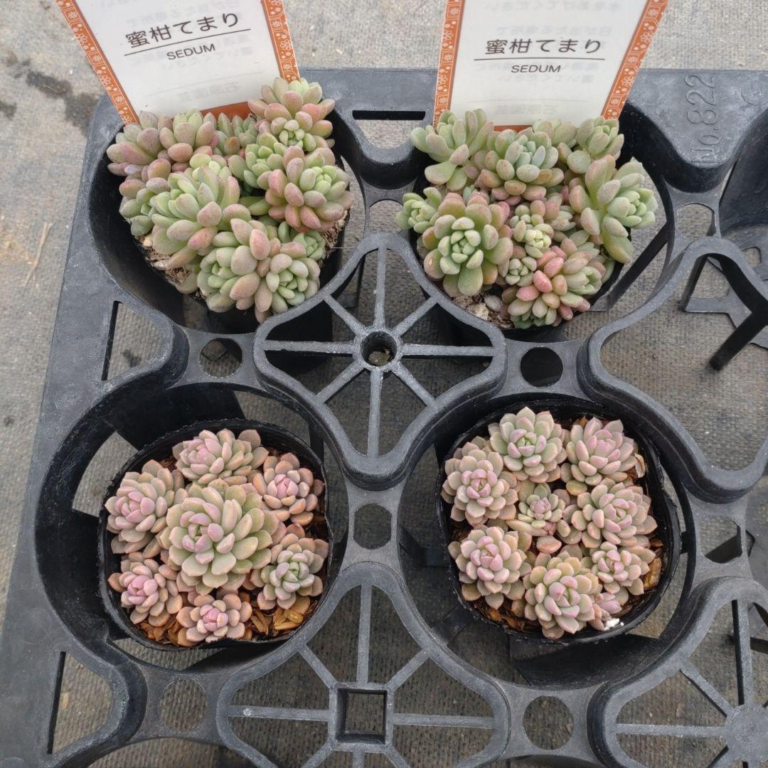 coconutpinoさん専用