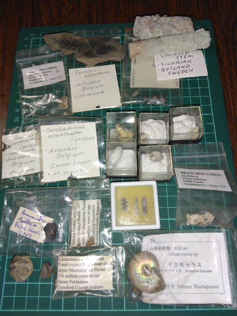 世界の化石　まとめ売り　化石　アンモナイト　巻き貝　ウミユリ　サメの歯化石