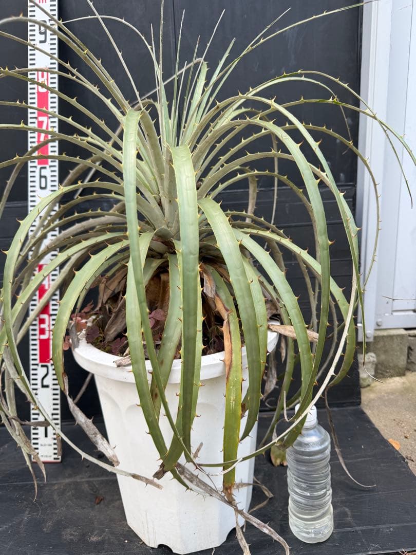 プヤ　ベルテロニアナ　ブロメリア 約90cm