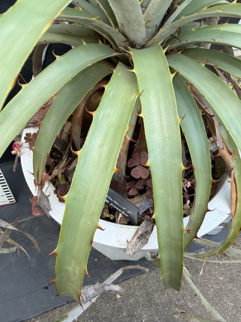 プヤ　ベルテロニアナ　ブロメリア 約90cm