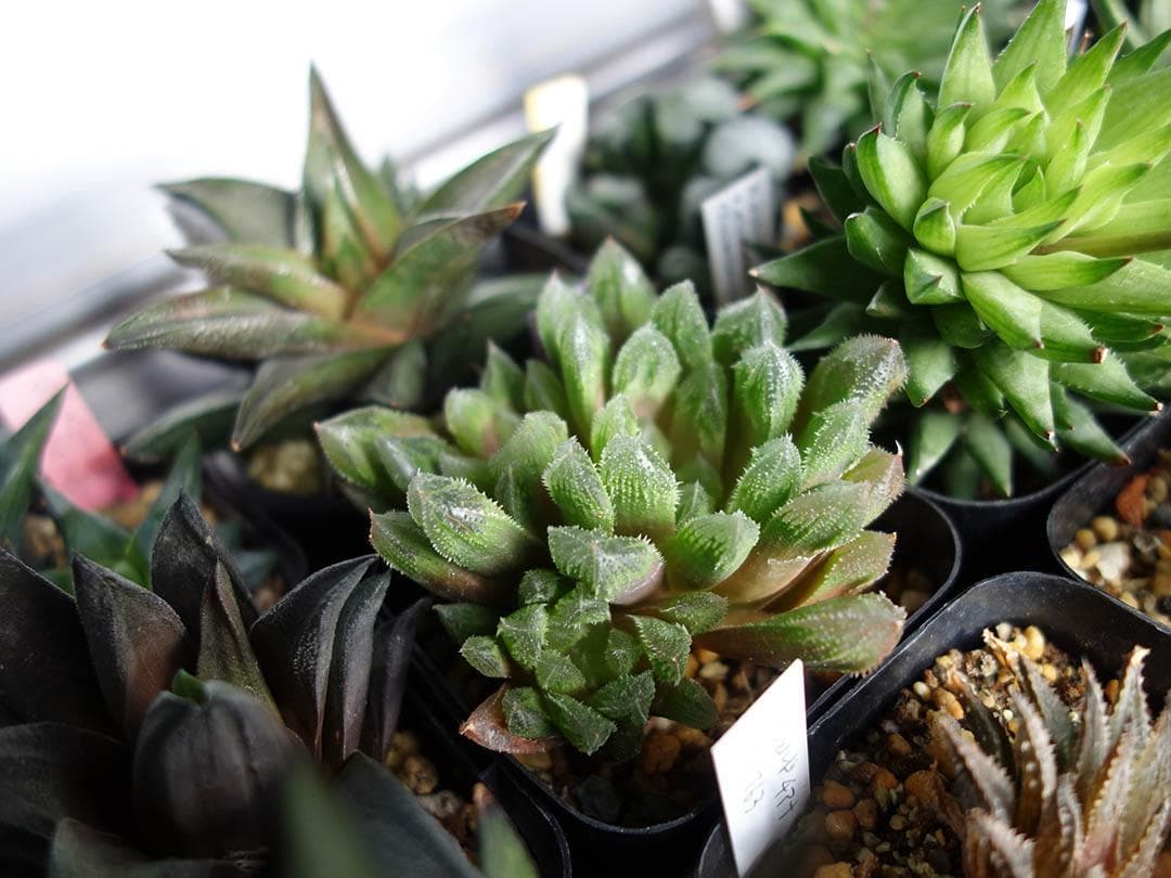 【お問合せ・確認用】植物全般（多肉、球根、水草、熱帯植物等）