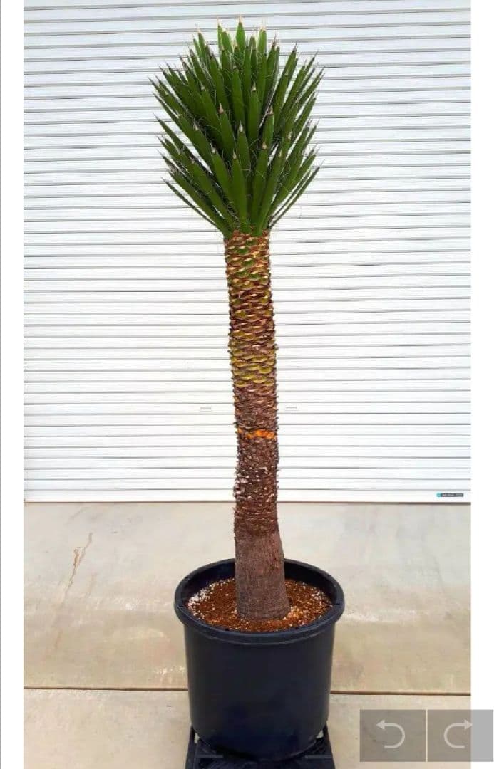 abu　ユッカフィリフェラ