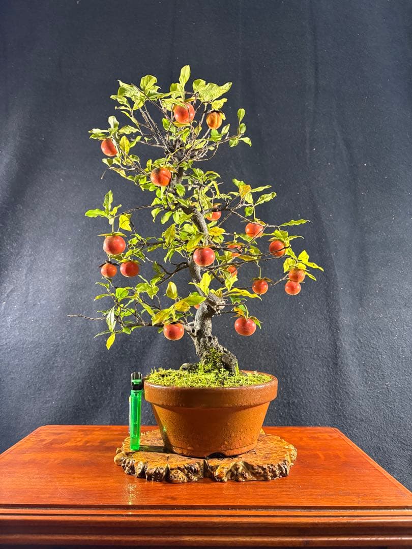 貴風盆栽、常盤柿、模様木、沢山の実付き (赤実)やや傷や汚れあり