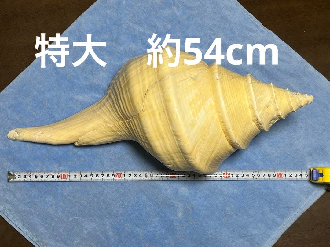 アラフラオオニシ貝　ホラ貝　特大約54cm