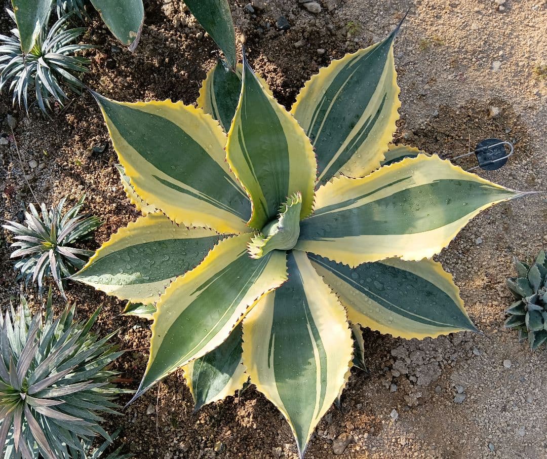 アガベ　リップルエフェクト　大株