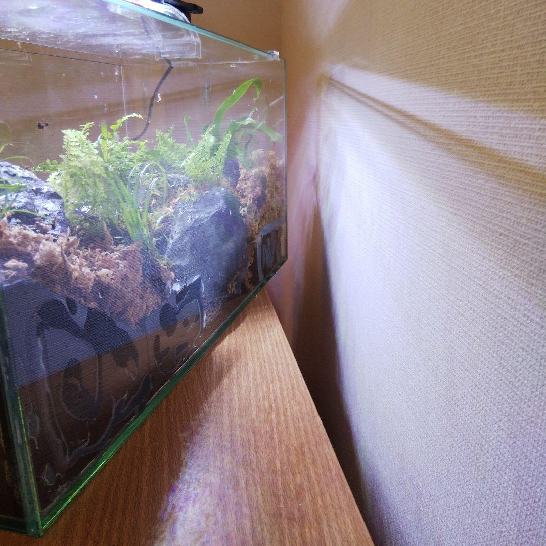 【受注生産】アクアテラリウム　カニリウム　イモリウム　苔　水槽　苔テラリウム