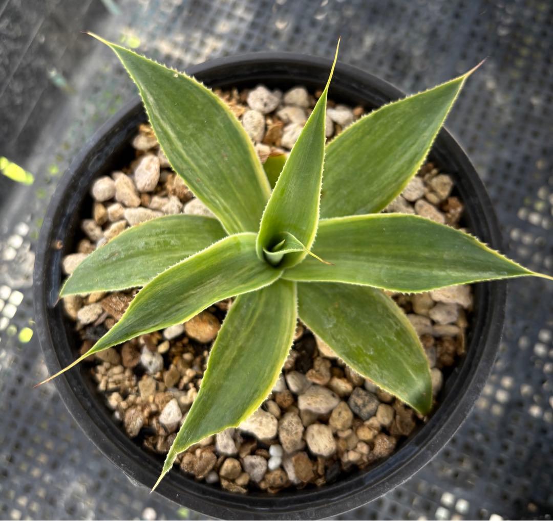 メルカリ便発送‼︎　ブルーフレーム　縞斑　鉢付き発送‼︎