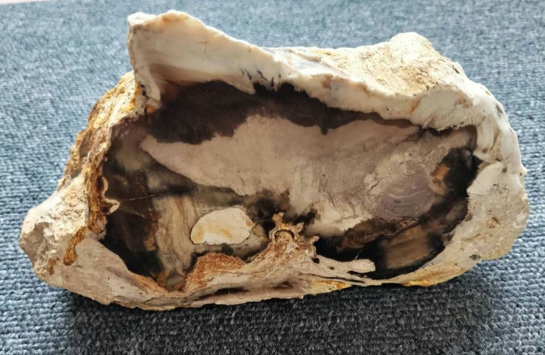 1472g 超レア 木化石！ 珪化木 原木 置物