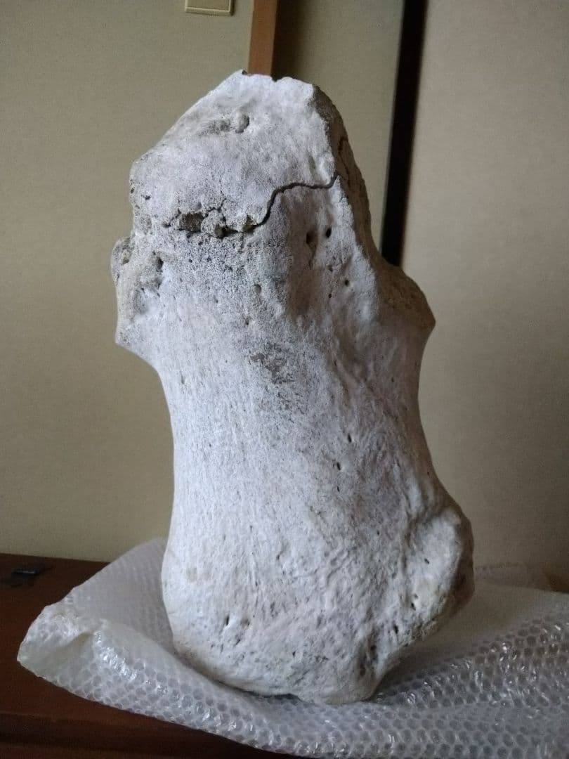 クジラの骨　引取のみ