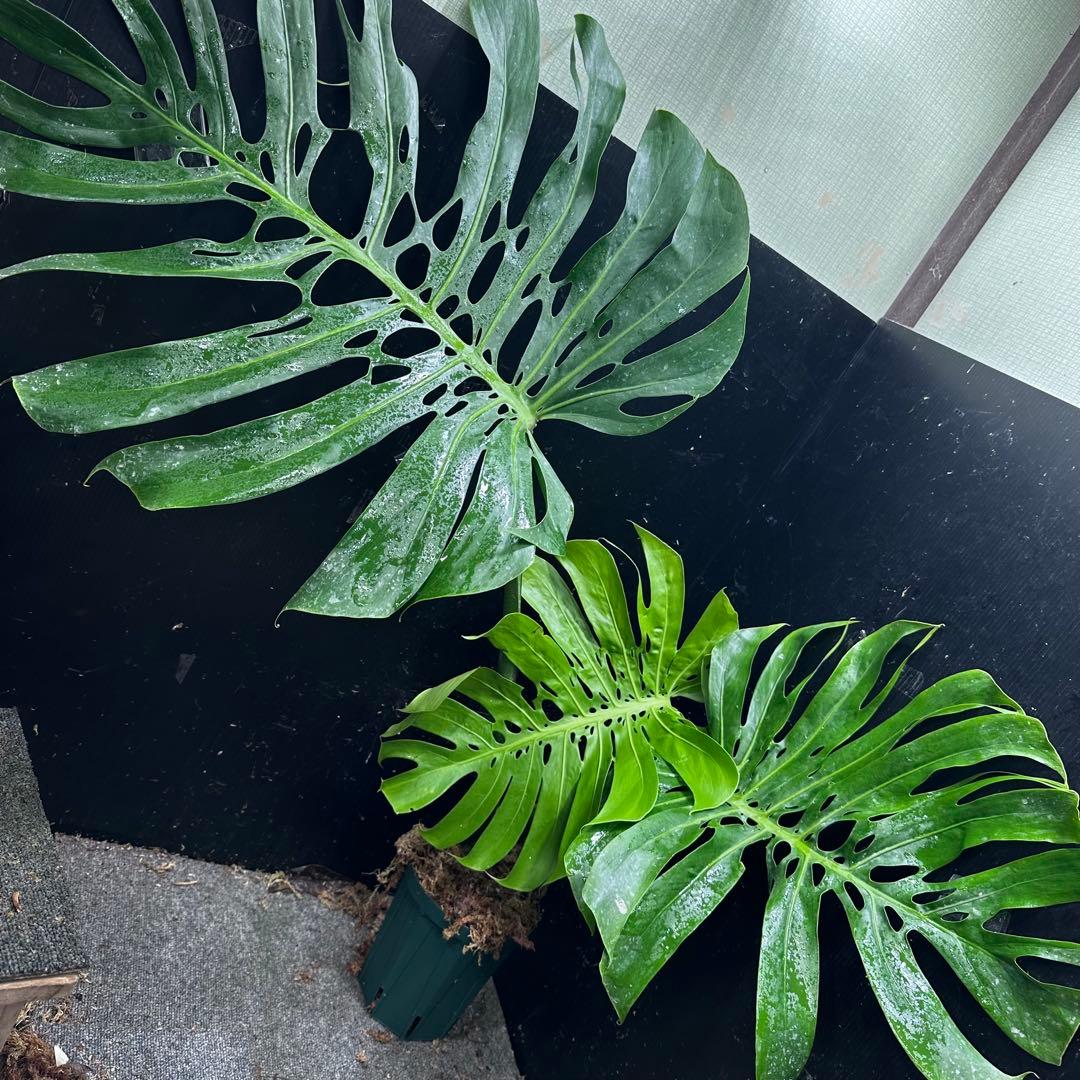 モンステラデリシオーサマクロコズム大型葉希少系統鉢植え高さ70㎝超大株